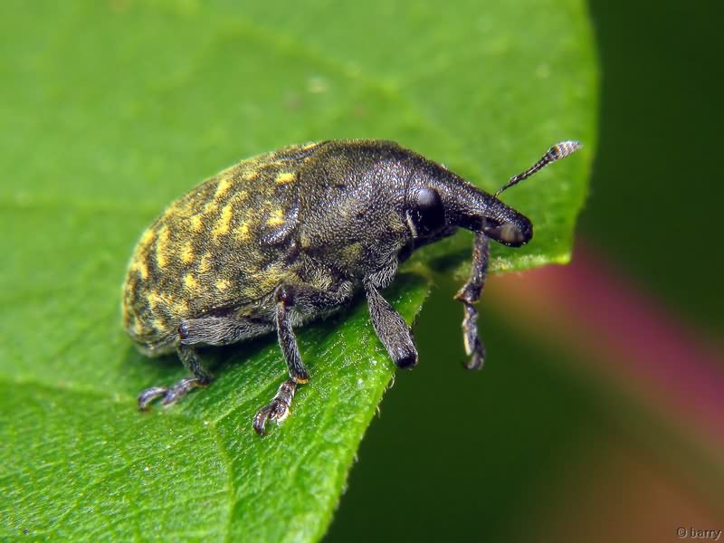Larinus turbinatus Gyllenhal, 1835